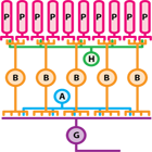 schematic retina circuit