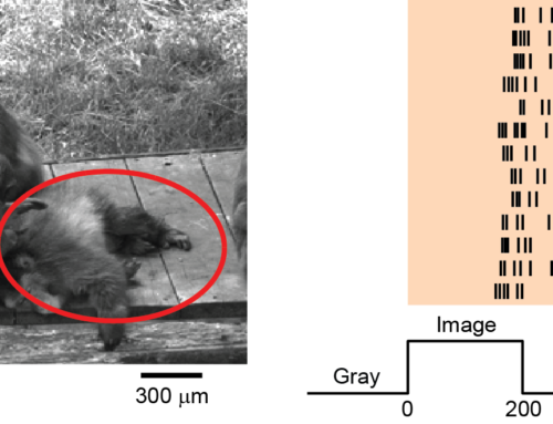 Liu et al., PLoS Computational Biology 2022