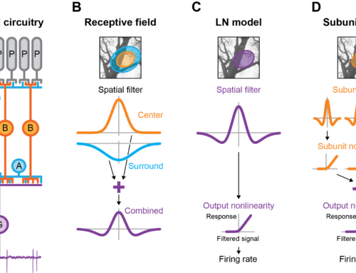 Zapp, Nitsche, and Gollisch, Trends in Neurosciences 2022