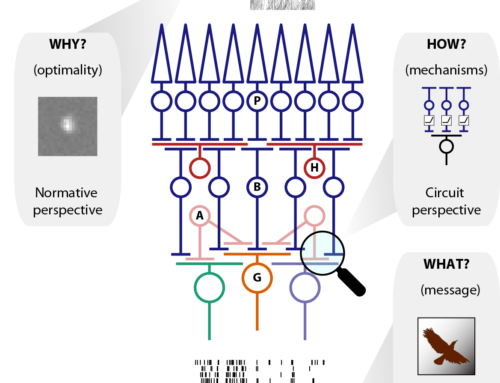 Karamanlis, Schreyer, and Gollisch, Annual Review of Vision Science 2022