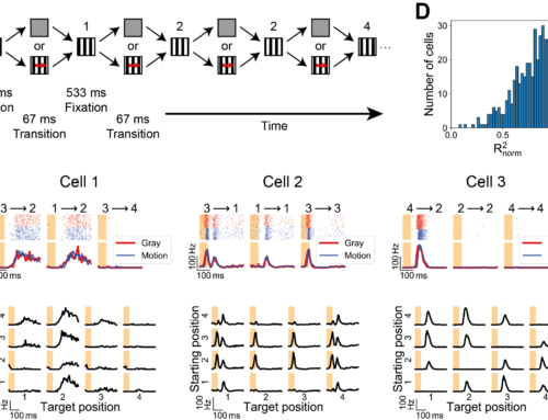 Krüppel et al, Journal of Neuroscience 2023